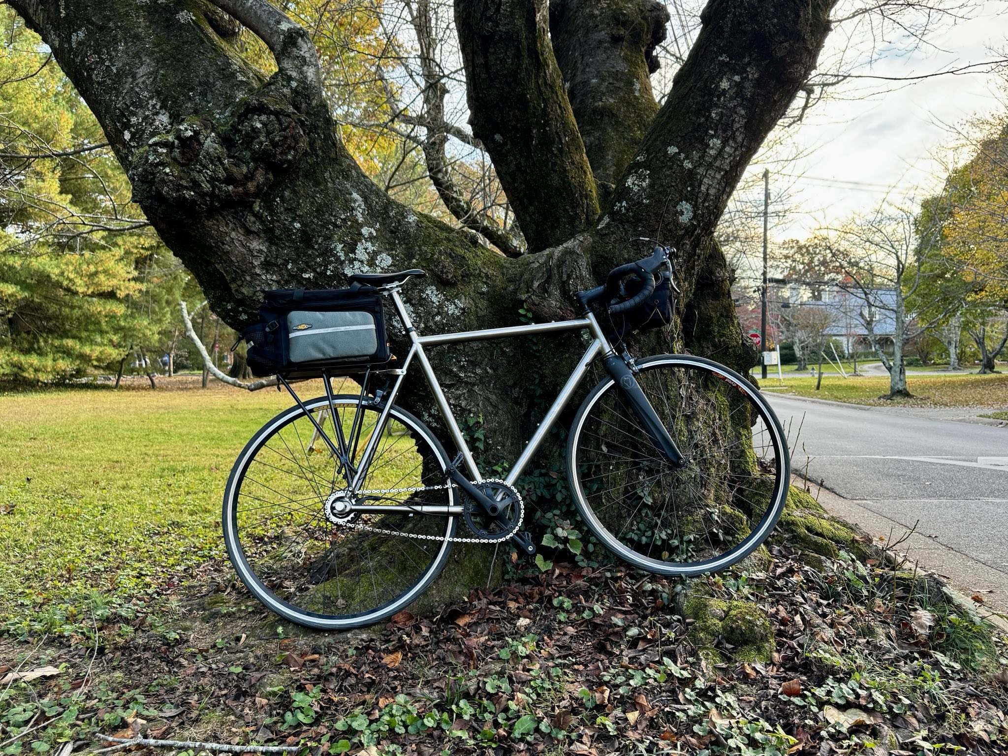 the bike leaning against an old cherry tree